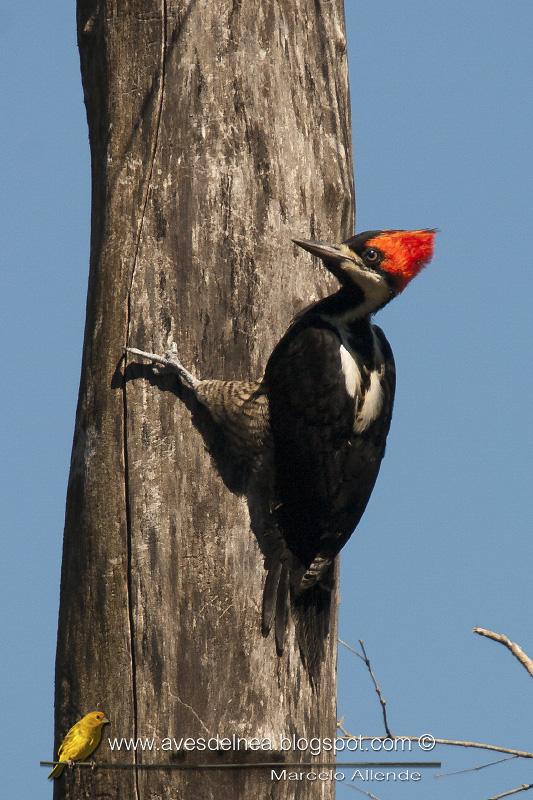Carpintero garganta negra (Crimson-crested Woodpecker) Campephilus melanoleucos ♀ Juvenil Carpintero garganta negra (Crimson-crested Woodpecker) Campephilus melanoleucos ♀ Juvenil