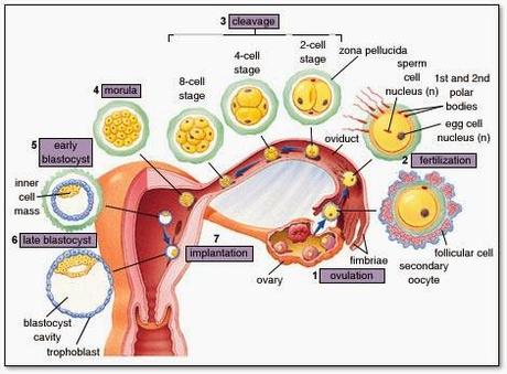 El viaje del embrión al útero