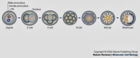 La mórula y la blástula/blastocito
