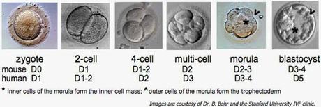 La mórula y la blástula/blastocito