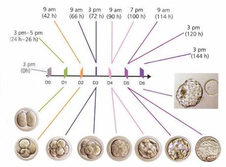 La mórula y la blástula/blastocito