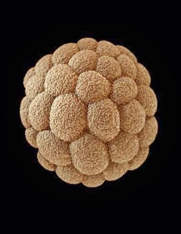 La mórula y la blástula/blastocito