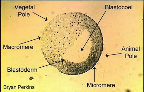 La mórula y la blástula/blastocito
