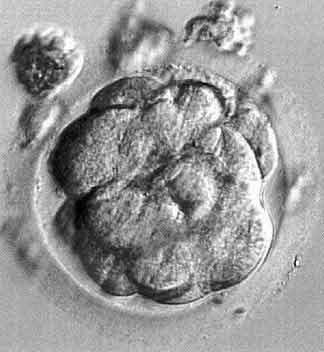 La mórula y la blástula/blastocito