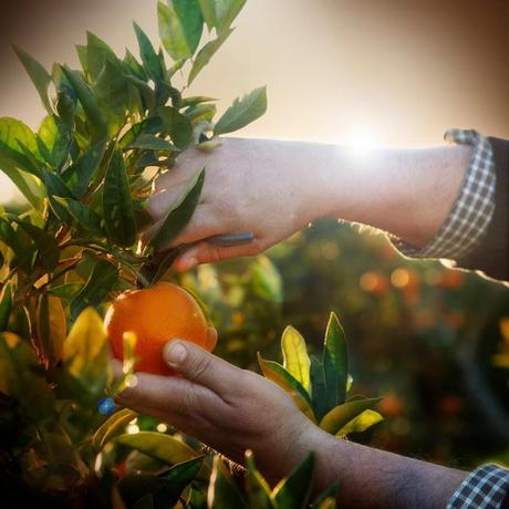 Entrevista a un naranjo: esnaranja.com