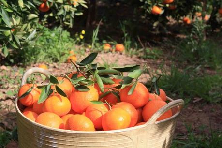 Entrevista a un naranjo: esnaranja.com