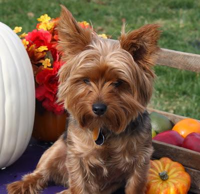 ¿Qué criterios hay que tener a la hora de escoger un perro?