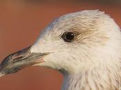 Gavión Atlántico caracter