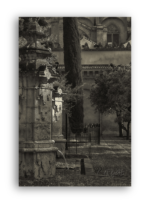 Mezquita de Córdoba -Patio-