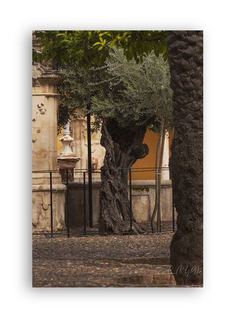 Mezquita de Córdoba -Patio-