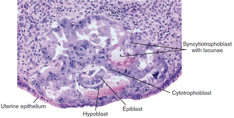 Día 9 de gestación
