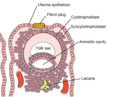 Día 8 de gestación