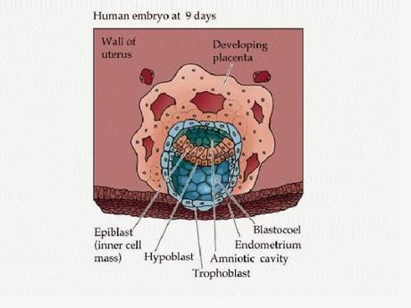 Día 8 de gestación