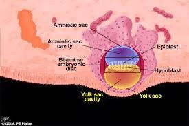 Introducción a la segunda semana de gestación