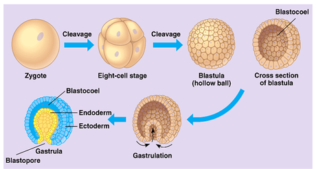 Gastrulación y linajes celulares