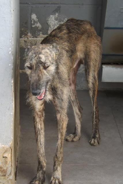 LOS GALGOS DE MAIRENA NECESITAN MADRINAS PARA SALVAR SUS VIDAS.