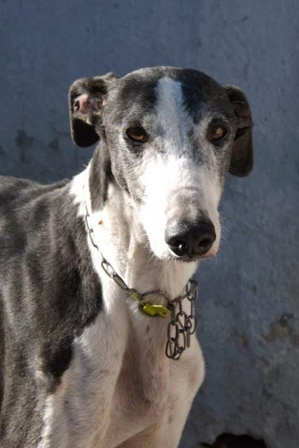 LOS GALGOS DE MAIRENA NECESITAN MADRINAS PARA SALVAR SUS VIDAS.