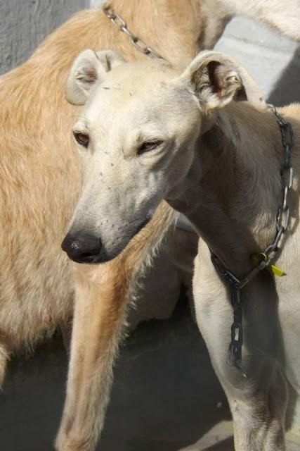LOS GALGOS DE MAIRENA NECESITAN MADRINAS PARA SALVAR SUS VIDAS.