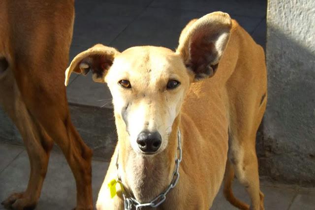 LOS GALGOS DE MAIRENA NECESITAN MADRINAS PARA SALVAR SUS VIDAS.