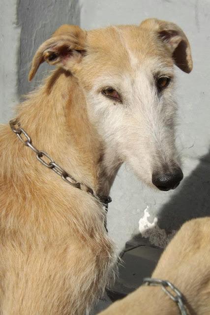 LOS GALGOS DE MAIRENA NECESITAN MADRINAS PARA SALVAR SUS VIDAS.