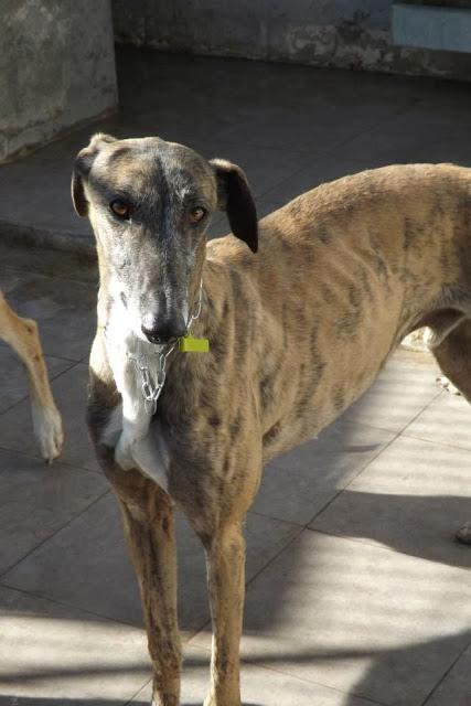 LOS GALGOS DE MAIRENA NECESITAN MADRINAS PARA SALVAR SUS VIDAS.