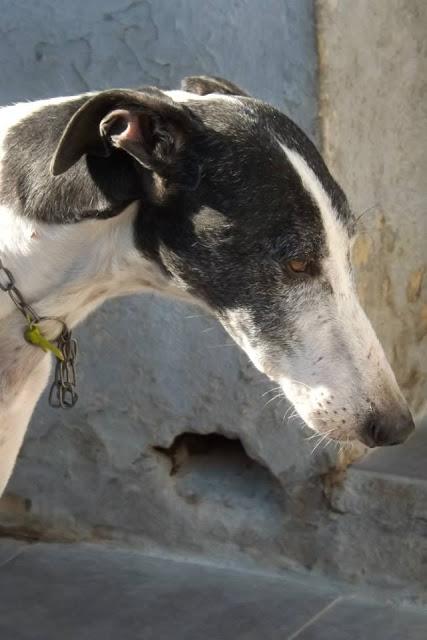 LOS GALGOS DE MAIRENA NECESITAN MADRINAS PARA SALVAR SUS VIDAS.