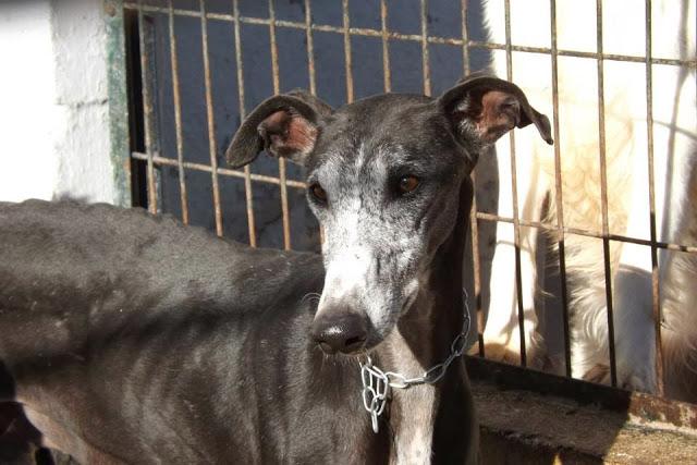 LOS GALGOS DE MAIRENA NECESITAN MADRINAS PARA SALVAR SUS VIDAS.