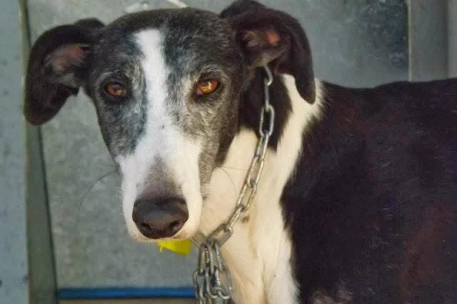 LOS GALGOS DE MAIRENA NECESITAN MADRINAS PARA SALVAR SUS VIDAS.