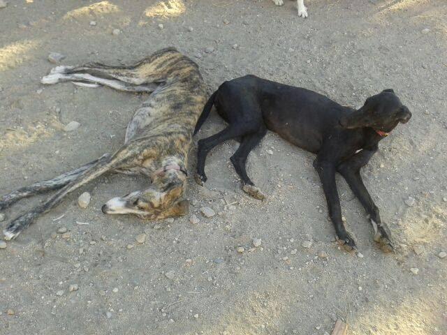 GALGAS ROBADAS. (SALAMANCA)