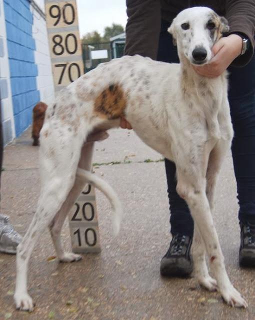 Opo, galgo, quiere encontrar la vida que se merece.