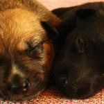 separar a un perro de su madre antes de las 6 semanas