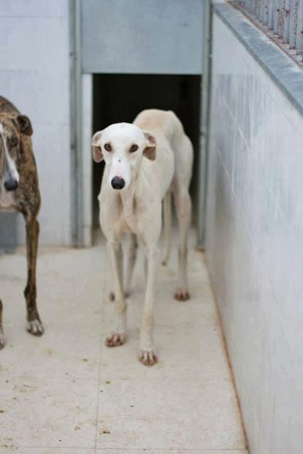 LIGERO, ESPERA EN LA PERRERA DE BADAJOZ.