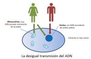 La desigual transmisión del adn