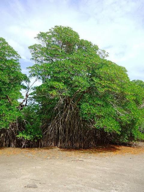 ¡Descubriendo el Gigante de las playas en Tola! Rivas, Nicaragua.