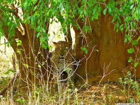 Leopardo en Yala