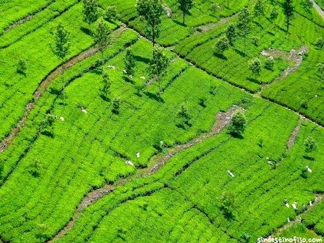 Campos de Té en Haputale