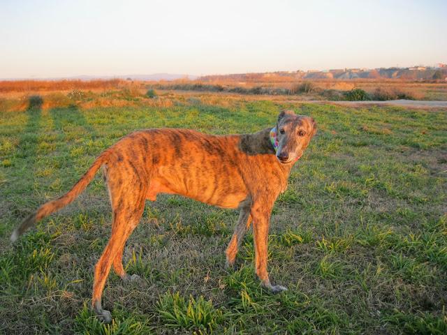 Se te echa de menos Tato, fuiste un buen galgo, siempre en mi recuerdo.