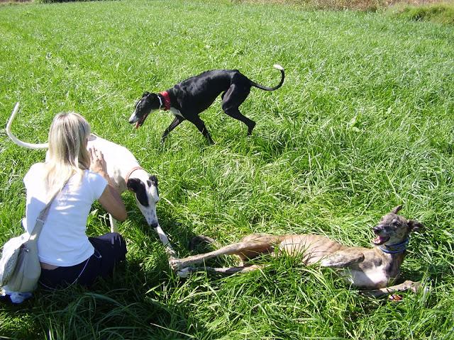 Se te echa de menos Tato, fuiste un buen galgo, siempre en mi recuerdo.