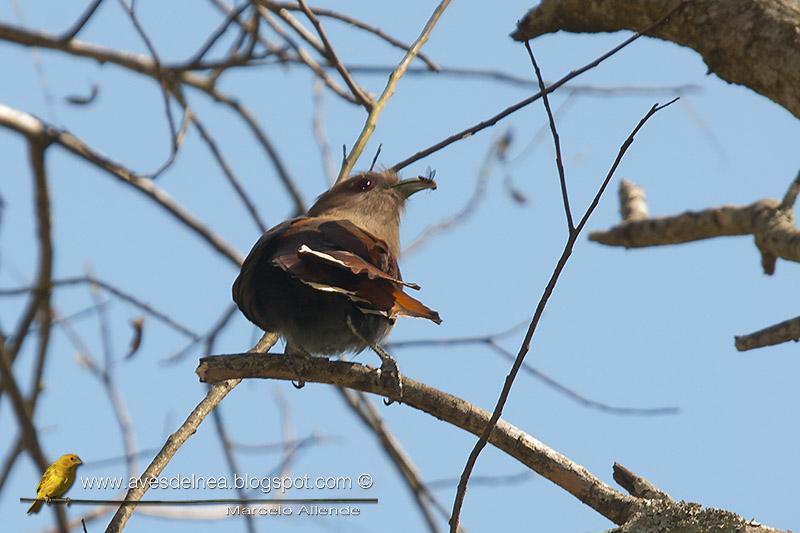 Tingazú (Squirrel cuckoo) Piaya cayana