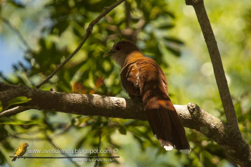 Tingazú (Squirrel cuckoo) Piaya cayana