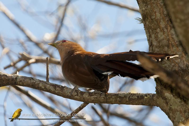 Tingazú (Squirrel cuckoo) Piaya cayana