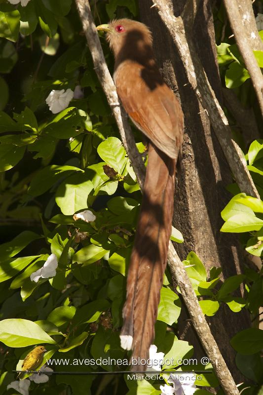 Tingazú (Squirrel cuckoo) Piaya cayana