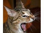 sonidos gatos significan