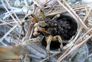 Lycosa hispanica (Walckenaer, 1837) Araña lobo
