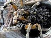 Lycosa hispanica (Walckenaer, 1837) Araña lobo