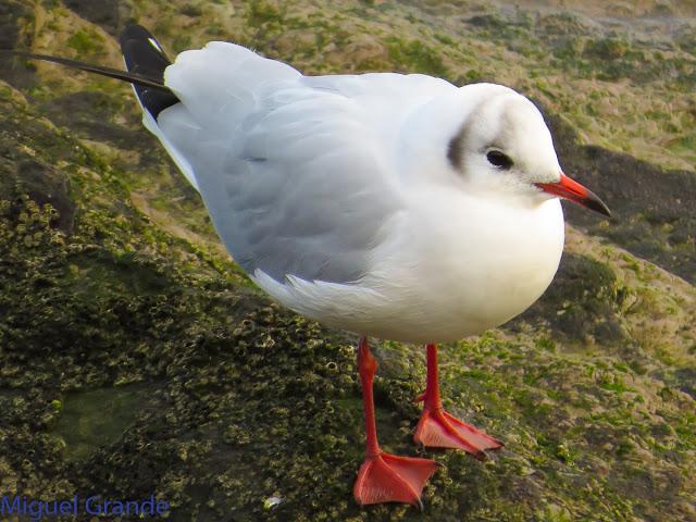 GAVIOTAS EN HONDARRIBIA