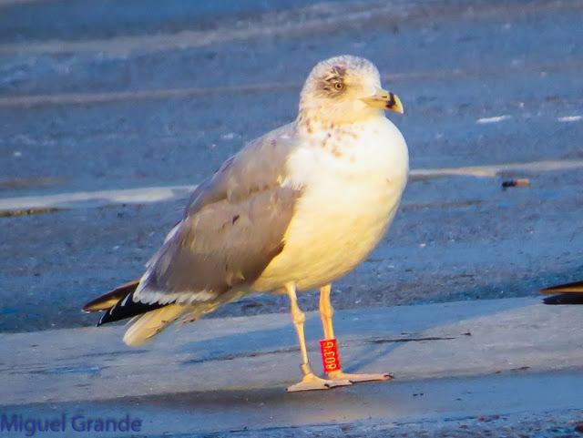 GAVIOTAS EN HONDARRIBIA