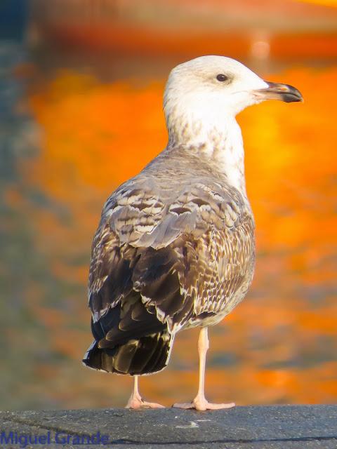 GAVIOTAS EN HONDARRIBIA