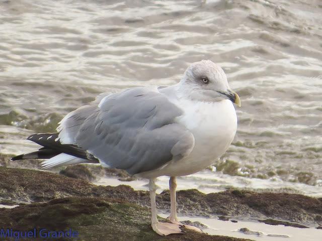 GAVIOTAS EN HONDARRIBIA