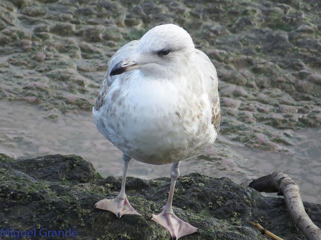 GAVIOTAS EN HONDARRIBIA